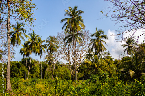 large tropical palm trees in the Caribbean