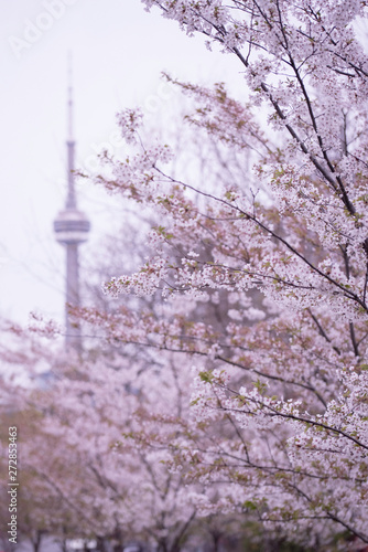 CHERRY BLOSSOMS IN TORONTO