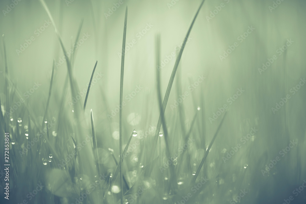 MACRO IMAGE OF GRASS WITH WATER DROPS & BOKEH USING A GREEN EFFECT