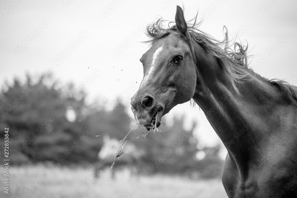 HORSE IN MONOCHROME HORSE IN MONOCHROME