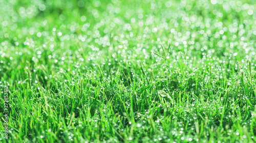 Abundance of dew droplets on green fresh grass on hot summer morning. Greenery gardening and lovely summer time concept background.