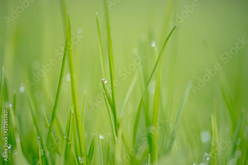 MACRO IMAGE OF GRASS WITH WATER DROPS & BOKEH