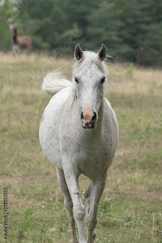 A BEAUTIFUL WHITE HORSE