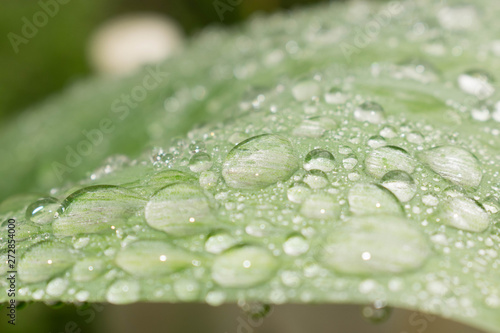 Dew drops on a green leaf after the rain are transparent to the design