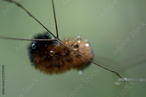 A FUZZY CATERPILLAR WITH DROPLETS OF WATER