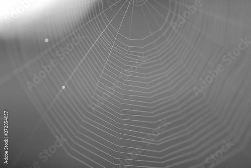 A SPIDER WEB