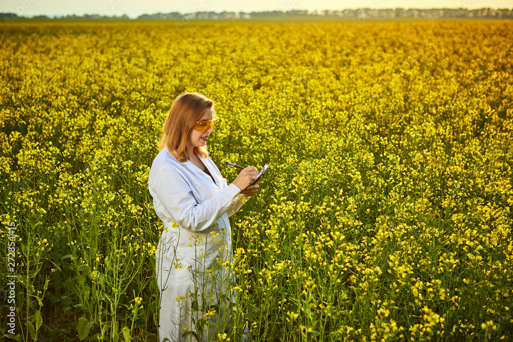 Agronomist woman or farmer examine blossoming rape (canola) field using tablet Agronomist woman or farmer examine blossoming rape (canola) field using tablet