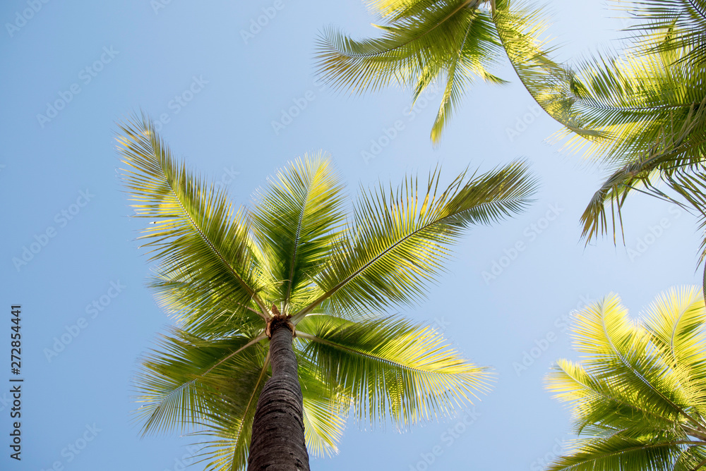 PALM TREES AND SKIES