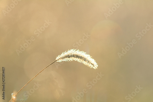 Beautiful amazing sunny background with autumn dried grass.