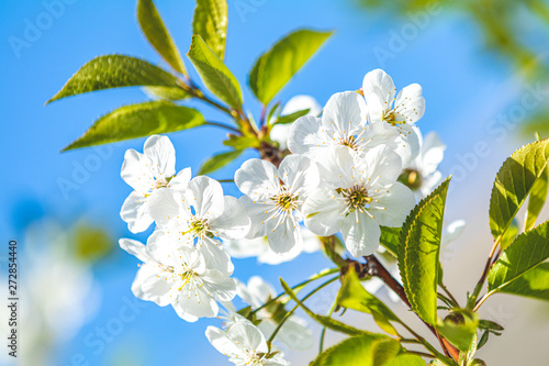 Beautiful nature scene with blooming tree and sun flare