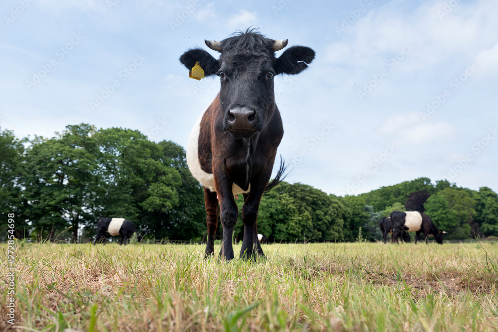 lakenvelder black and white cows in meadow of estate de tangh near rhenen in holland lakenvelder black and white cows in meadow of estate de tangh near rhenen in holland