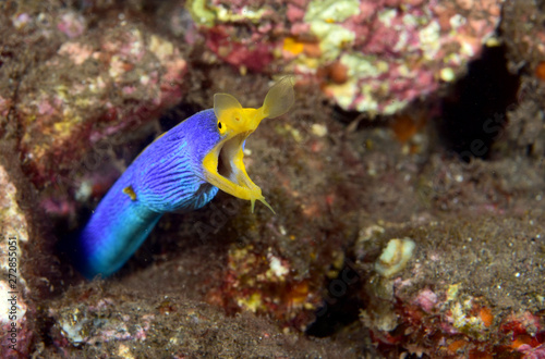 Amazing underwater world - Ribbon Eel (Rhinomuraena quaesita). Diving, macro underwater photography. Tulamben, Bali, Indonesia.