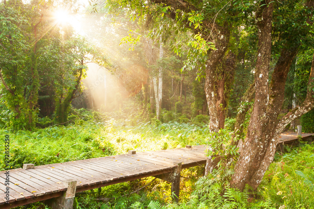 Empty wooden boardwalk through a swamp at sunrise. Empty wooden boardwalk through a swamp at sunrise.