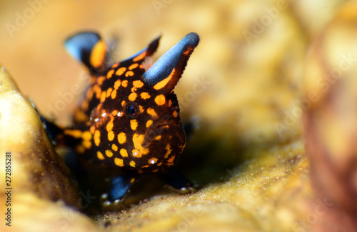 Amazing underwater world - Painted frogfish - Antennarius pictus. Tulamben, Bali, Indonesia. photo