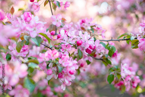 Wallpaper Mural branches of bright pink flowering Apple tree Torontodigital.ca