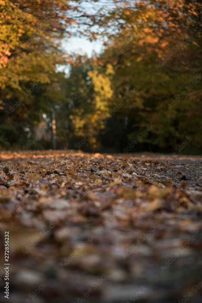 A ROAD IN AUTUMN A ROAD IN AUTUMN