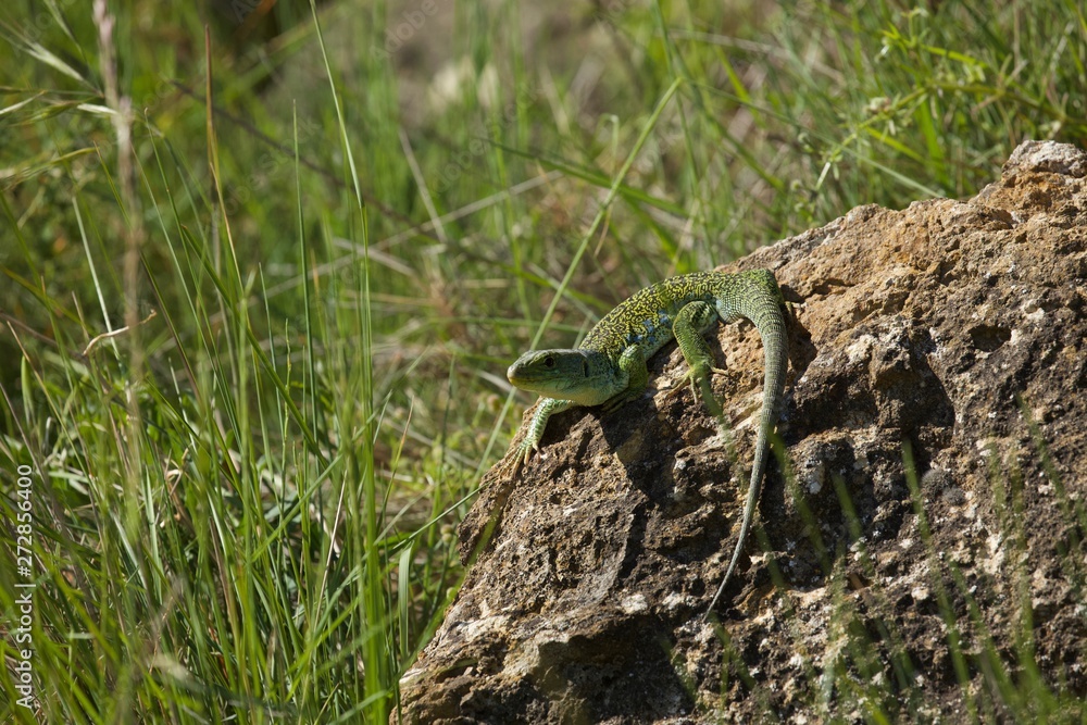 Fototapeta premium Lézard Ocellé