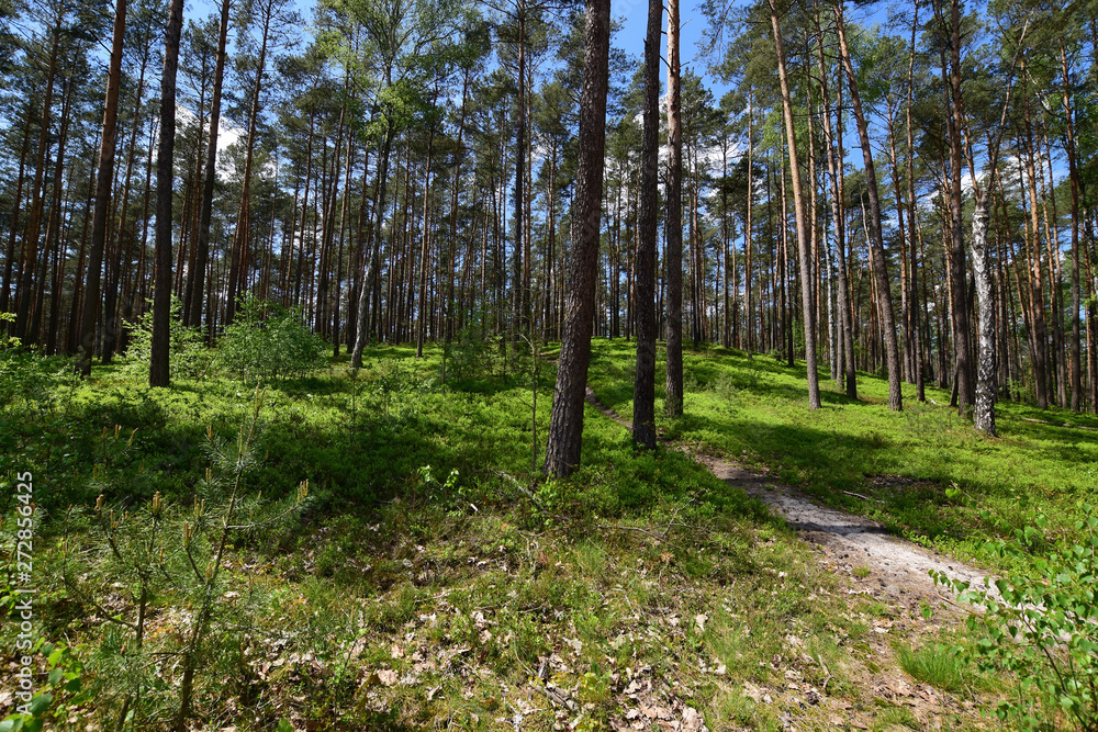 Zielony wiosenny las