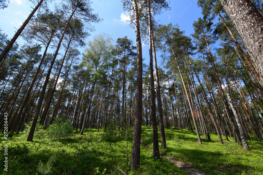 Zielony wiosenny las