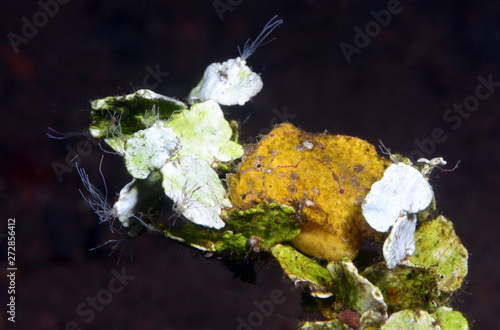 Amazing underwater world -  Randall's frogfish - Antennarius randalli. Diving, macro photography. Tulamben, Bali, Indonesia.  photo