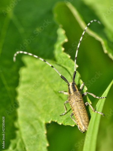 Beetle crawling on the stem. © borroko72