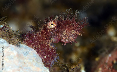 Amazing underwater world - hairy octopus. Diving, macro photography. Tulamben, Bali, Indonesia. 