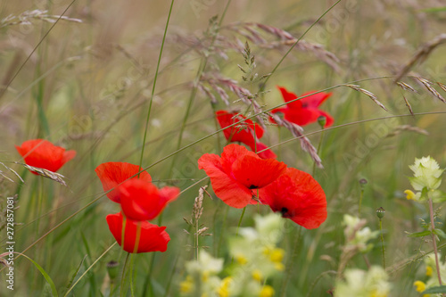 red poppy flowers in a field in front of a soft background in soft colors