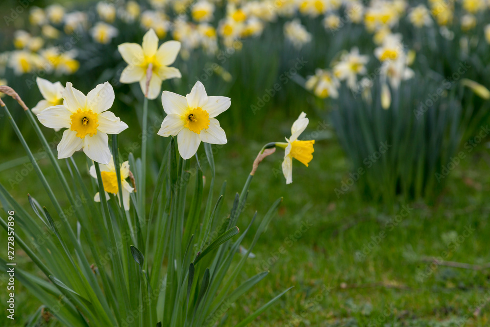 Yellow golden and white wild Daffodils Narcissus (Narcissus pseudonarcissus). York, England Yellow golden and white wild Daffodils Narcissus (Narcissus pseudonarcissus). York, England