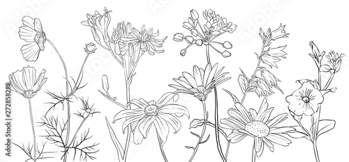 vector drawing flowers © cat_arch_angel