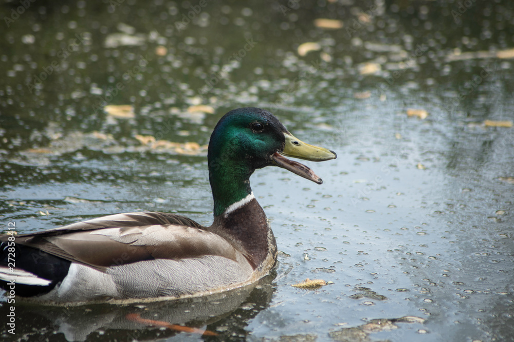 Obraz premium DUCK IN A POND