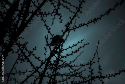 SILHOUETTE OF A BIRD IN A TREE IN A BLUE EFFECT