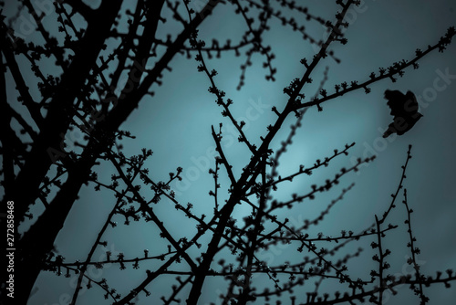 SILHOUETTE OF A BIRD IN FLIGHT IN A BLUE EFFECT