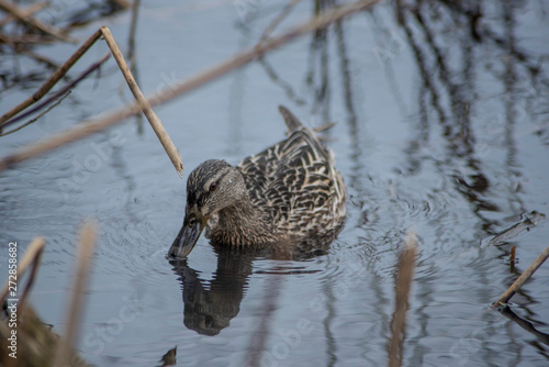 DUCK IN THE WATER