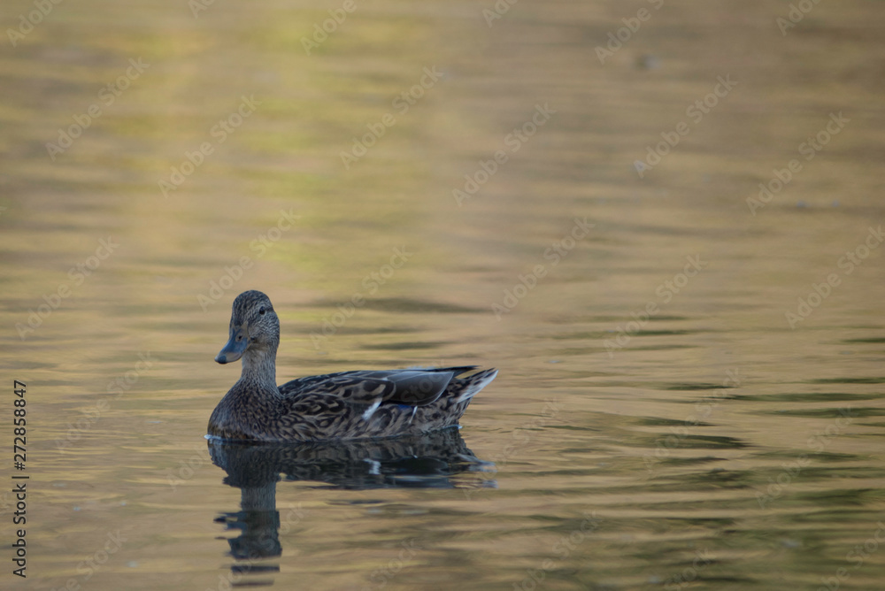 DUCK IN A POND DUCK IN A POND