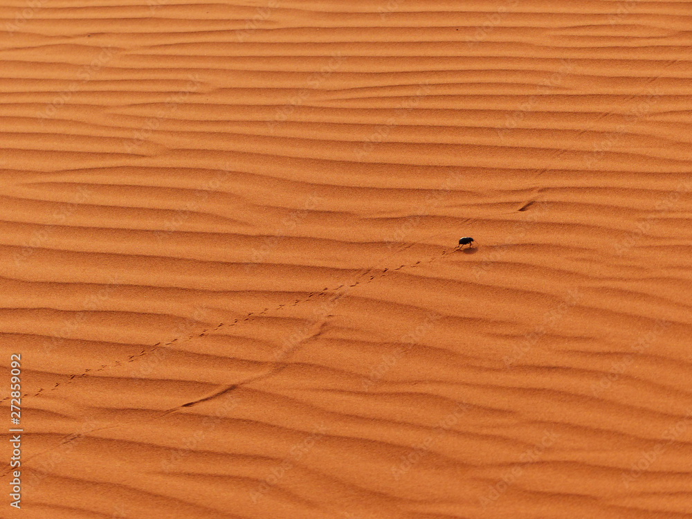 Fototapeta premium Desert beetle walking on the sand and leaving footprints. Desert Erg Chebbi, Merzouga, Sahara, Morocco.