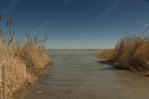 Dry reeds on the shore of the Aral sea.Kazakhstan