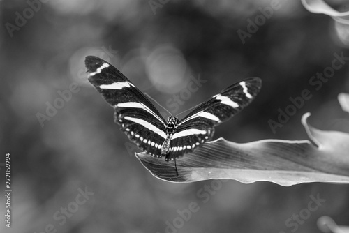 BLACK AND WHITE IMAGE OF A BUTTERFLY