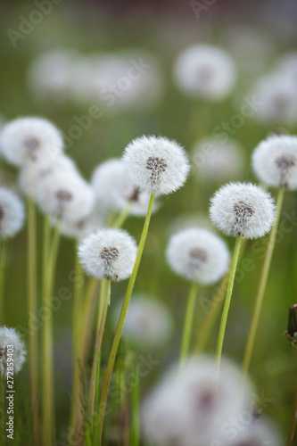 Ripe dandelions in the meadow.Perennial medicinal plant.