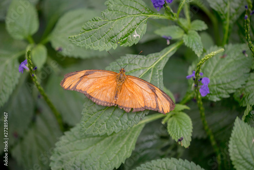 BUTTERFLY IN A GARDEN
