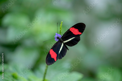 BEAUTIFUL BUTTERFLY IN A GARDEN