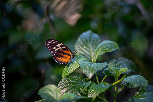 BUTTERFLY IN A GARDEN