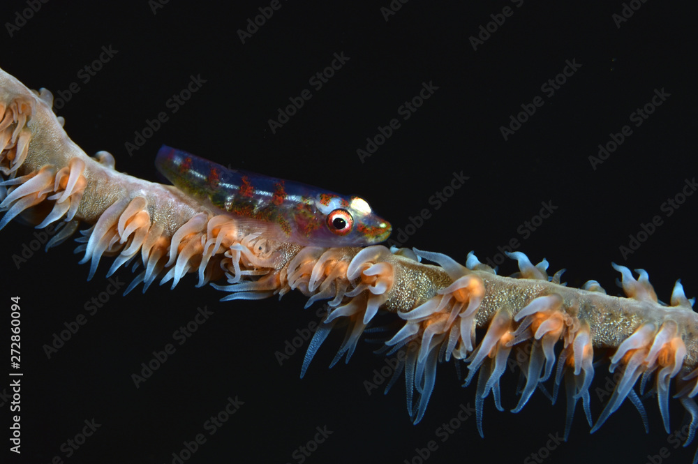 Macro underwater world - small goby on a coral. Diving in Bali. Macro underwater world - small goby on a coral. Diving in Bali.