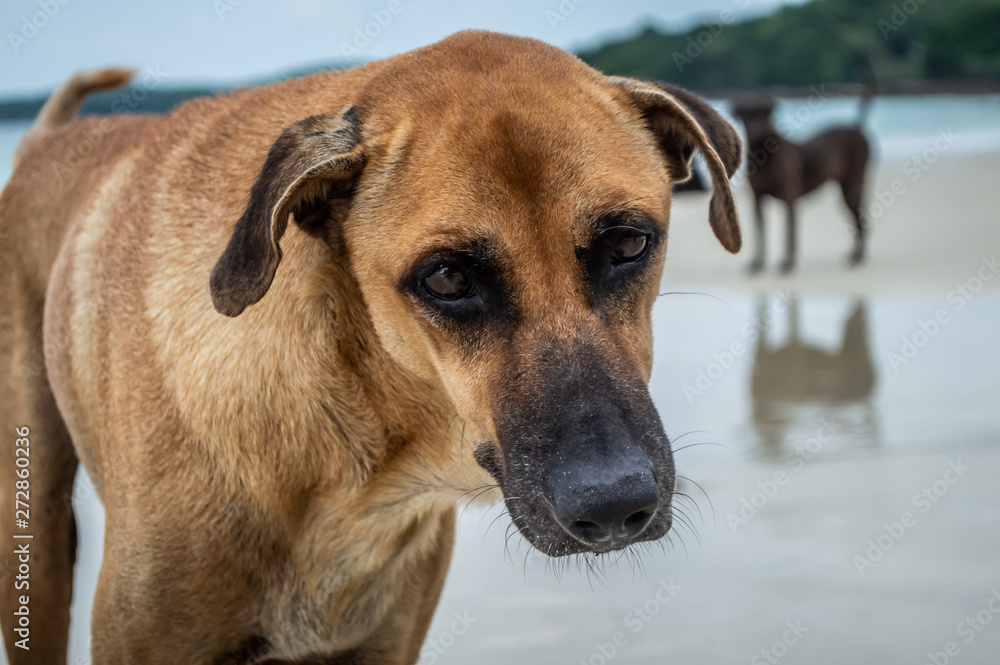 Brown dog on the beach