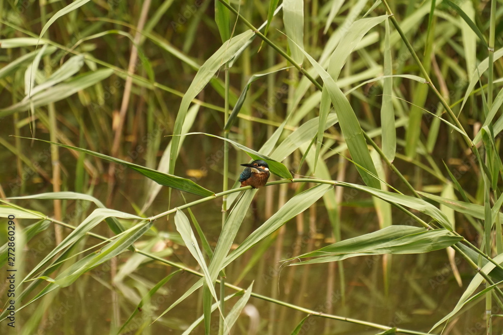 Kingfisher Kingfisher