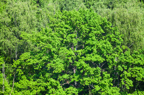 oak tree in green forest in sunny summer day