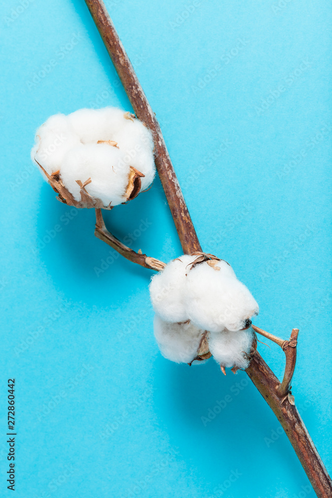 natural dried branch of cotton plant on blue natural dried branch of cotton plant on blue