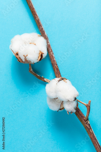 natural dried branch of cotton plant on blue