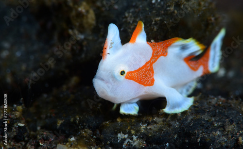 Amazing underwater world - Warty frogfish (Clown frogfish) - Antennarius maculatus. Tulamben, Bali, Indonesia photo