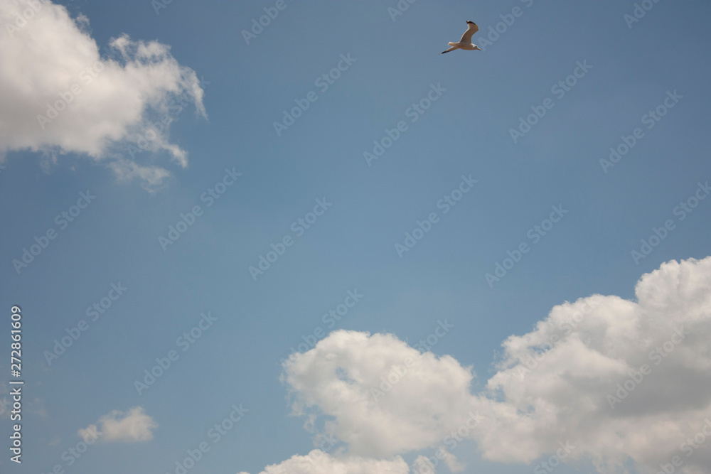 Seagull flying with blue sky background in Mexico biodiversity