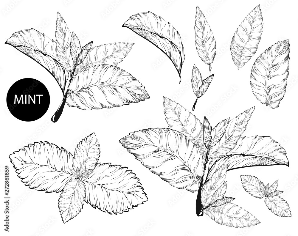 Mint leaves isolated set.Style ink sketch of mint. Isolated on white background. Hand drawn vector illustration.spearmint plant and leaves. 